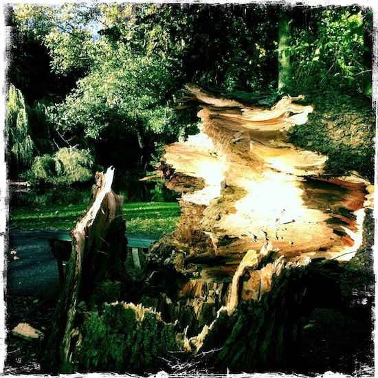 Omgevallen-Wilhelminaboom