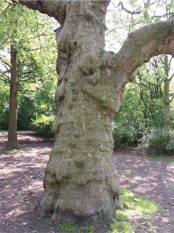 plataankleiner