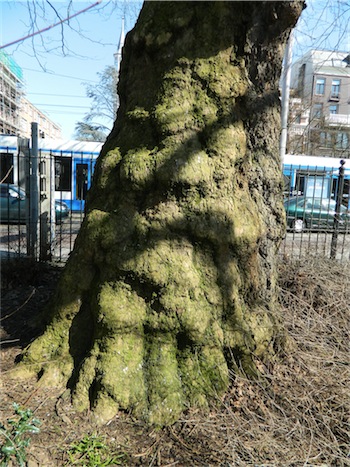 plattangigant